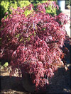 Crimson Queen Cutleaf Japanese Maple